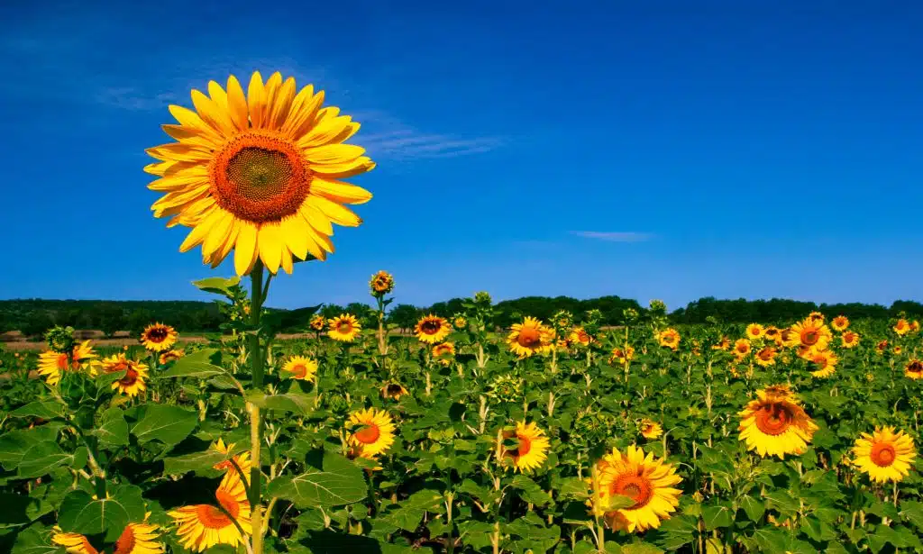 Sunflower Lanyards